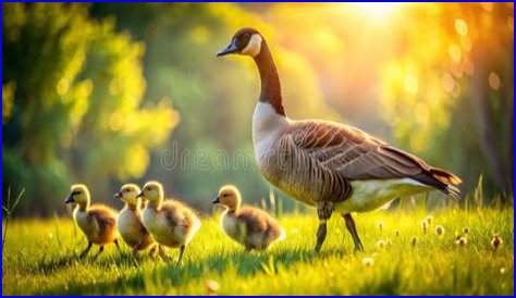 The Ultimate Guide To The Adorable Gosling Family: Nurturing And Care